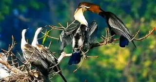 Quần thể chim cổ rắn quý hiếm với hơn chục tổ vào mùa nuôi con