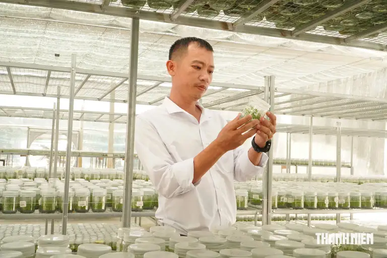 Trước khi nuôi cấy thành công cây giống trong phòng thí nghiệm, anh Biên đã phải đến nhiều trung tâm để học về nuôi cấy mô