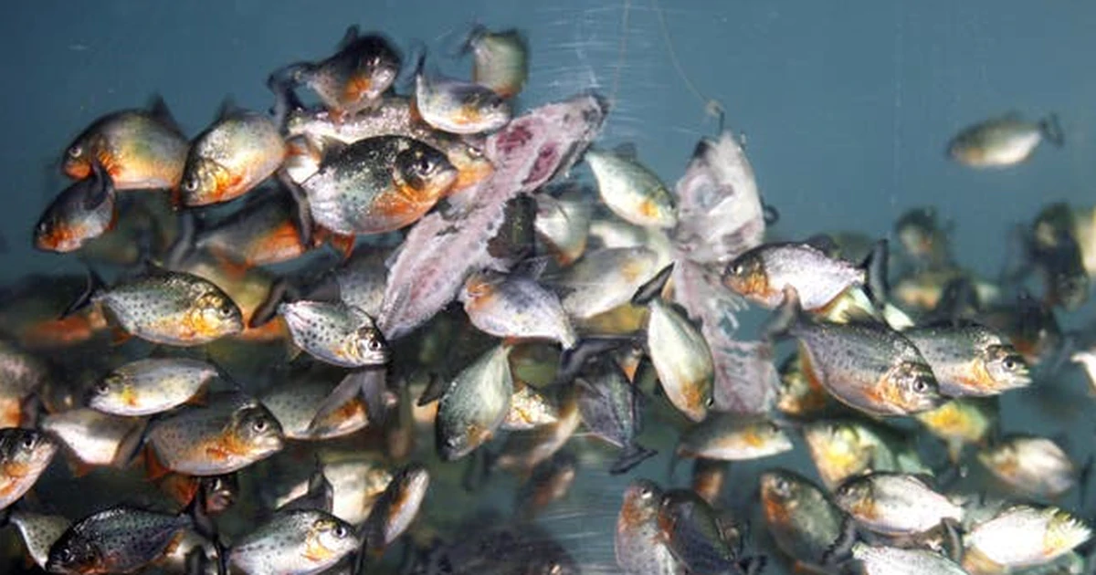 Liên tiếp phát hiện cá giống piranha, Malaysia cảnh giác