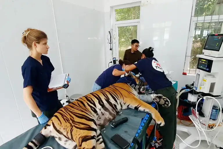 Các chuyên gia thăm khám cho hổ Đông Dương - Ảnh: QUANG HÀ