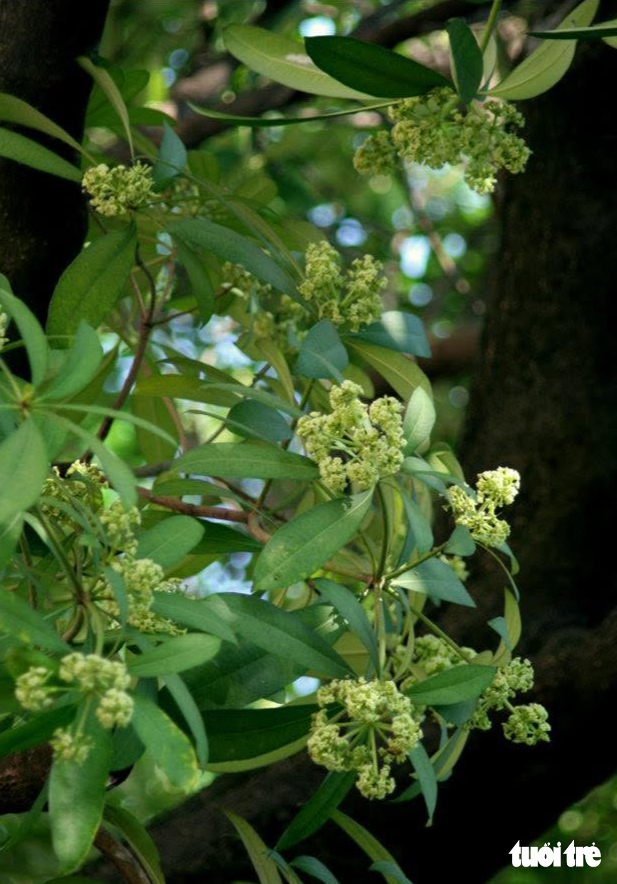 Cứ cuối tháng 9 đầu tháng 10, phố dài Hà Nội đã thơm mùi hoa sữa - Ảnh: HUYỀN TRANG