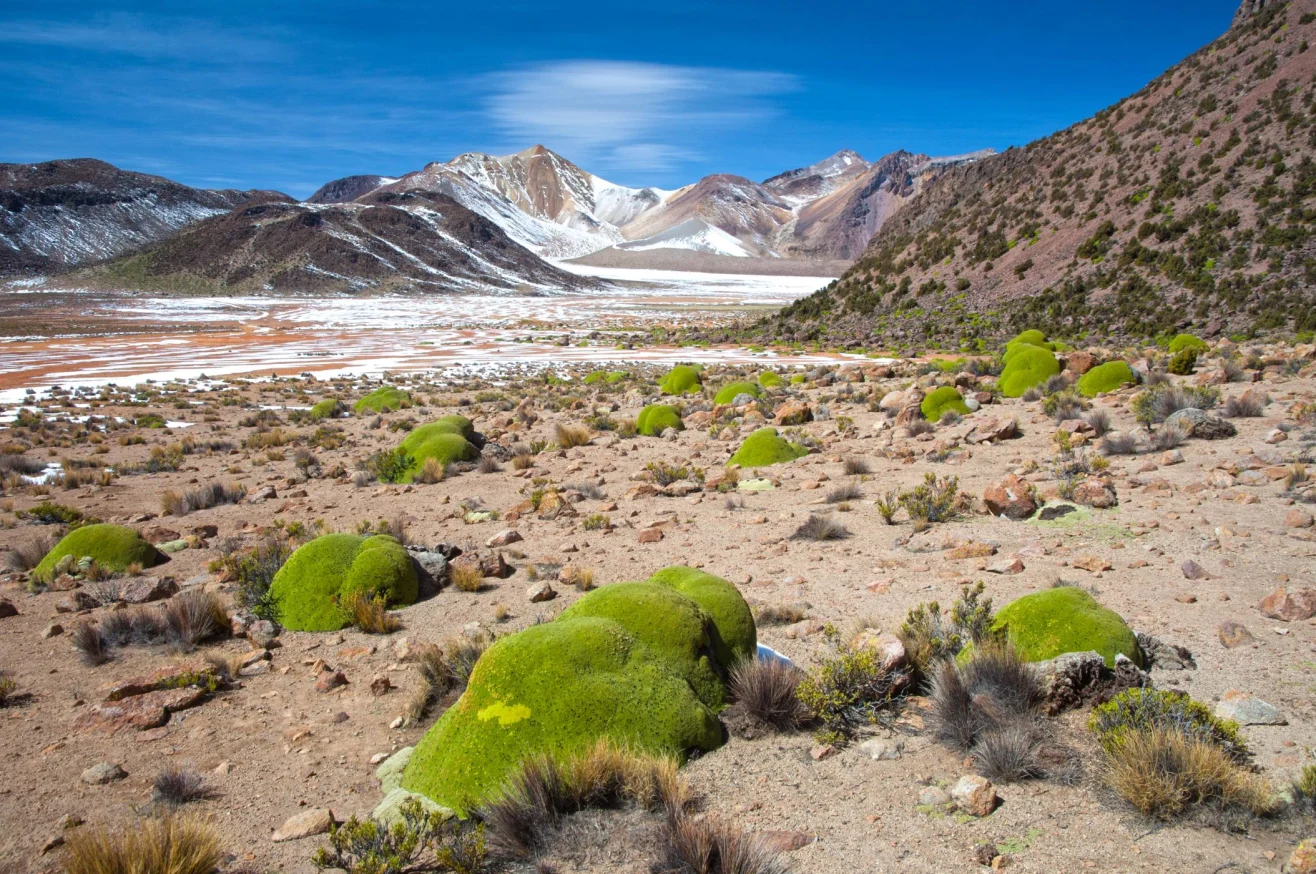 Cây Yareta là loài thực vật có hoa, phân bố tại Peru, Bolivia, miền bắc Chile và miền tây Argentina - Ảnh: UIG