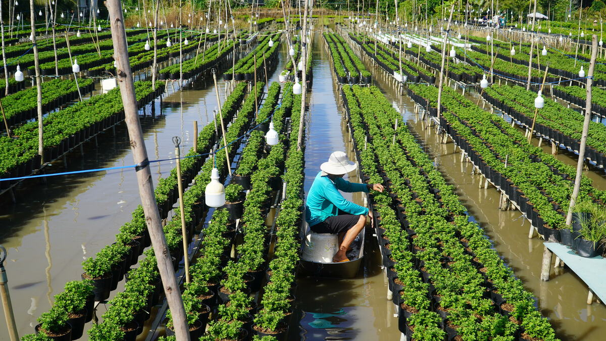 Làng hoa lớn nhất miền Tây tất bật chuẩn bị vụ Tết