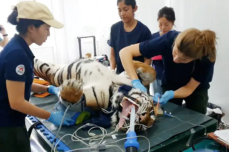 Khám sức khỏe định kỳ là hoạt động trong quy trình chăm sóc các con hổ Đông Dương - Ảnh: QUANG HÀ