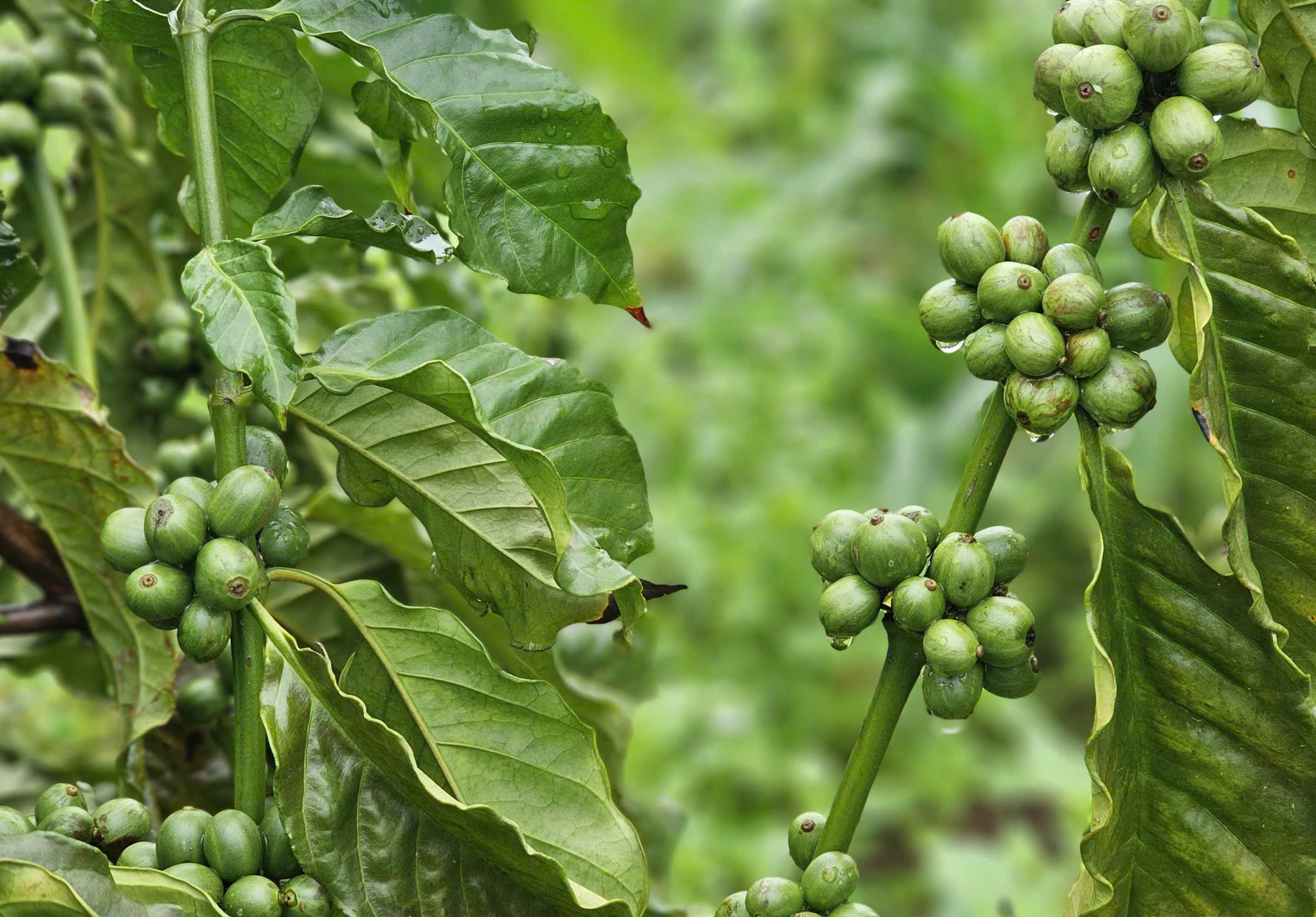 Giá đã giảm 2.500 - 3.500 đồng/kg so với hơn một tuần trước, trong bối cảnh Việt Nam chuẩn bị bước vào vụ thu hoạch mới.