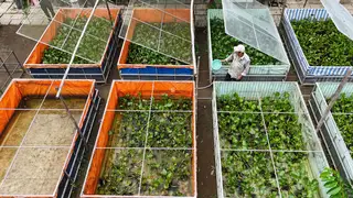 Trại cà cuống thu hàng trăm triệu đồng mỗi năm ở miền Tây