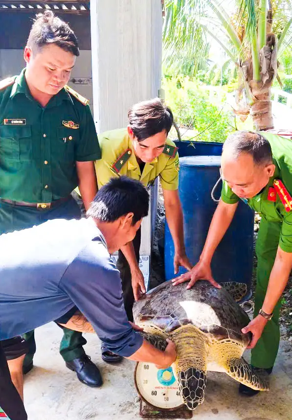 Lực lượng Đồn biên phòng Xẻo Nhàu và đơn vị liên quan tiến hành thả con vích về lại môi trường biển tự nhiên - Ảnh: TIẾN VINH