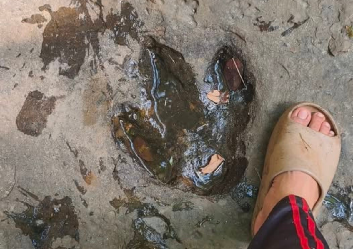 Một trong những dấu chân mới được phát hiện, được cho là dấu chân khủng long hóa thạch - Ảnh: BANGKOK POST