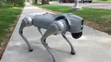 Nghề dắt chó robot đi dạo ở Mỹ
