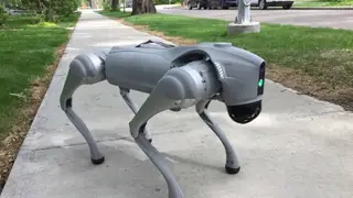 Nghề dắt chó robot đi dạo ở Mỹ