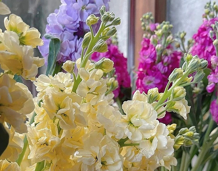 Hoa phi yến. Ảnh: Linh Đan