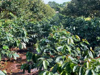Hoàng Anh Gia Lai thành lập Ủy ban ESG, bảo đảm các hoạt động của toàn tập đoàn được thực hiện theo hướng phát triển bền vững
