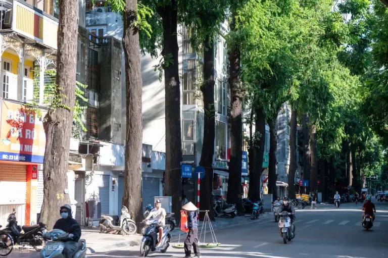 Hàng cây sao đen trên phố Lò Đúc. Ảnh: Thế Bằng
