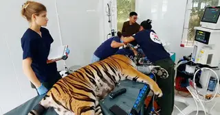 Cận cảnh khám sức khỏe cho 7 con hổ Đông Dương ở Vườn quốc gia Phong Nha