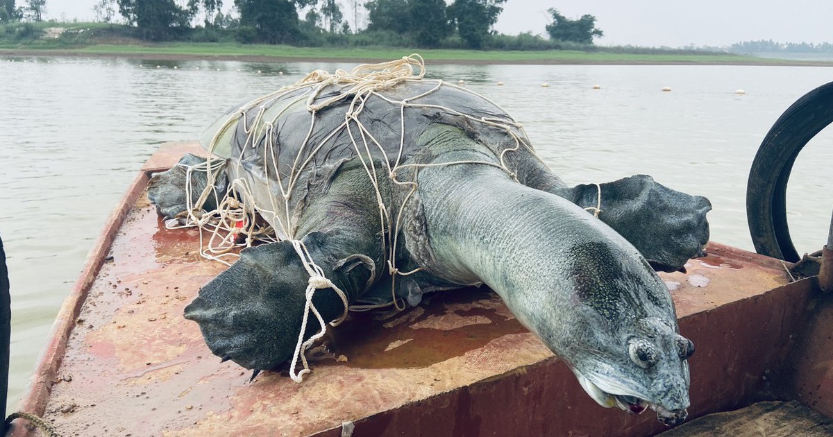 Hồ Đồng Mô còn rùa Hoàn Kiếm?