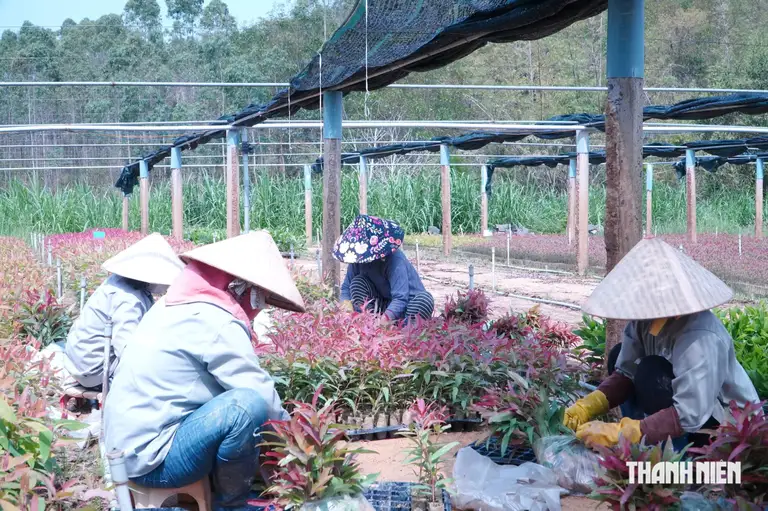 Từ một vườn ươm nhỏ, cơ sở của anh Thái Xuân Biên nay sản xuất khoảng 21 triệu cây giống mỗi năm