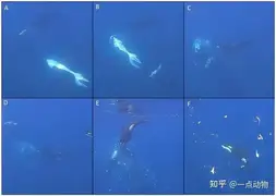 Cú húc kinh hoàng của cá voi sát thủ khiến con cá mặt trăng nặng hai tấn tan thành hàng ngàn mảnh