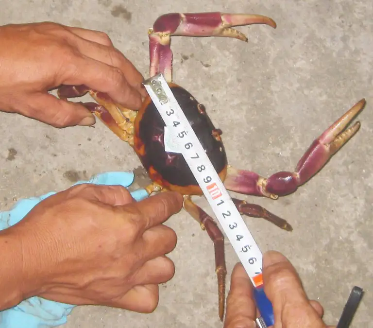 Cua đá được đo kích thước - Ảnh: Ban quản lý