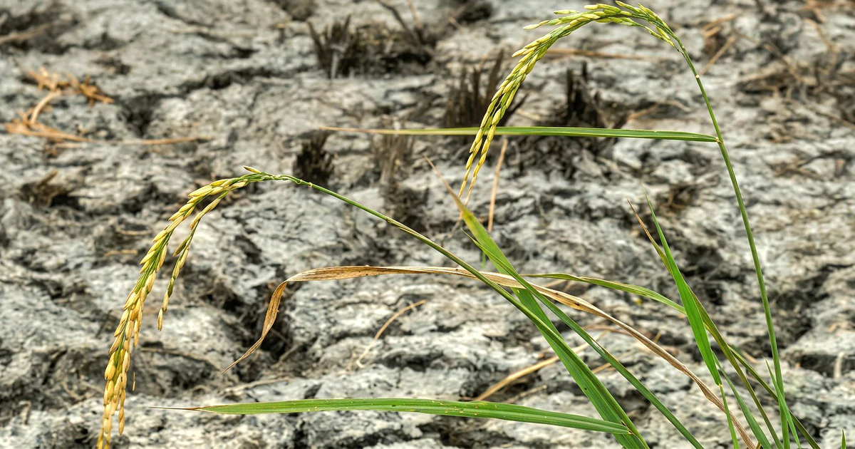 Siêu El Nino có thể làm đảo lộn đời sống Đông Nam Á