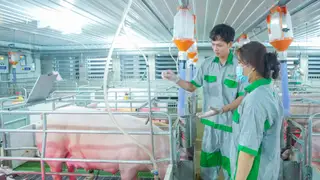 Robot 'chăn' heo, lưới nổi giúp tôm vượt lũ