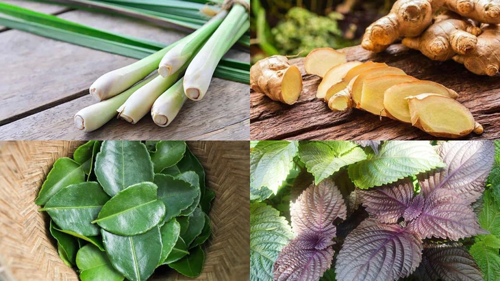 Trong y học cổ truyền, lá tía tô thường được dùng trong trường hợp cảm mạo phong hàn, biểu hiện như sợ lạnh, nghẹt mũi, chảy nước mũi trong, đau đầu, ho nhẹ, ít hoặc không ra mồ hôi - Ảnh minh họa