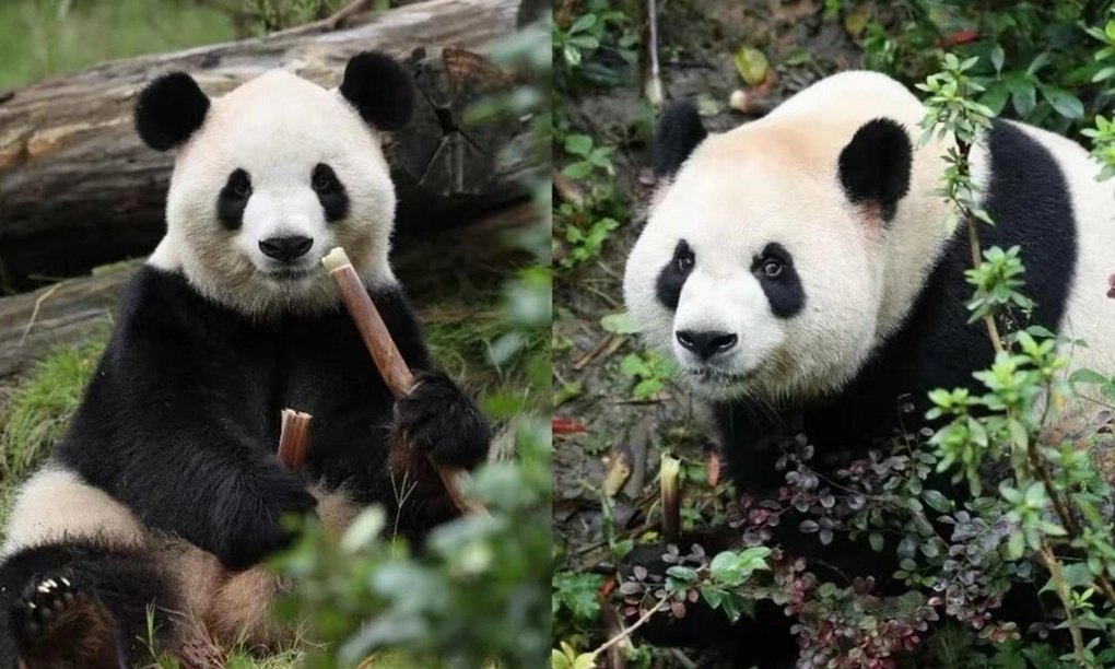 Gấu trúc Fu Shuang (trái) và Ping Ping. Ảnh: Global Times
