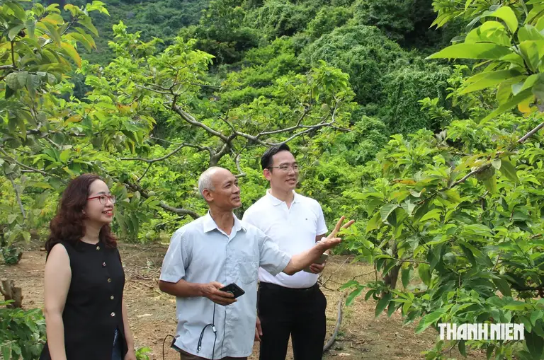 Nông dân giới thiệu về quy trình chăm sóc na đặc sản Chi Lăng