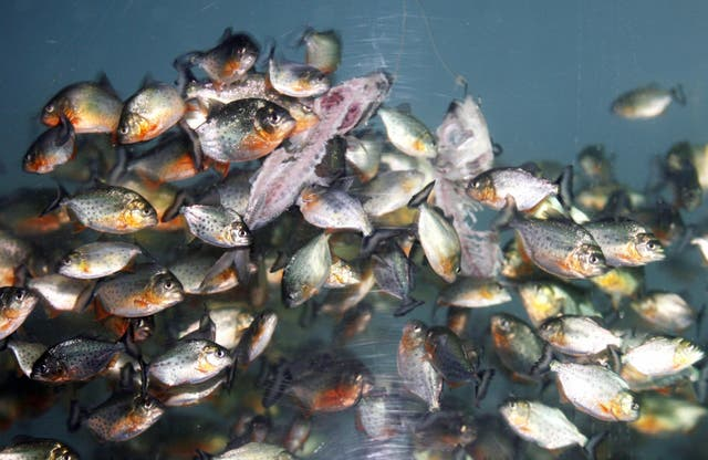 Đàn cá piranha rỉa những con cá trong bể tại công viên giải trí Sea World ở Jakarta, Indonesia - Ảnh: AFP
