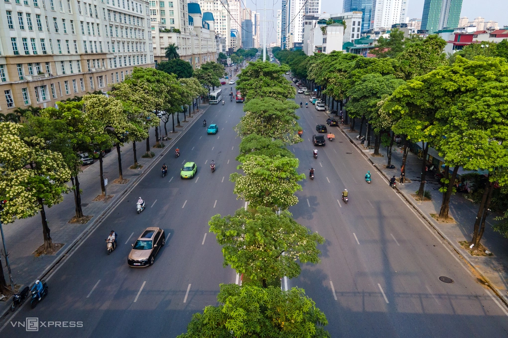 Hoa sữa nở rộ trên phố Mễ Trì, phường Từ Liêm. Ảnh: Thế Bằng