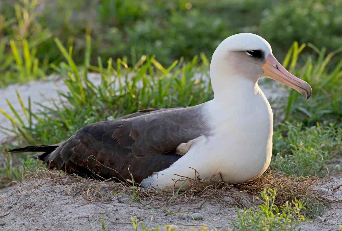 Con hải âu tên Wisdom là loài chim hoang dã lớn tuổi nhất trên thế giới - Ảnh: USFWS
