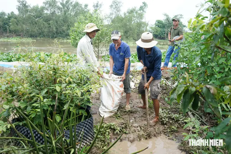 Triều cường dâng cao, người dân lo nước tràn vào vườn cây - Ảnh 3.