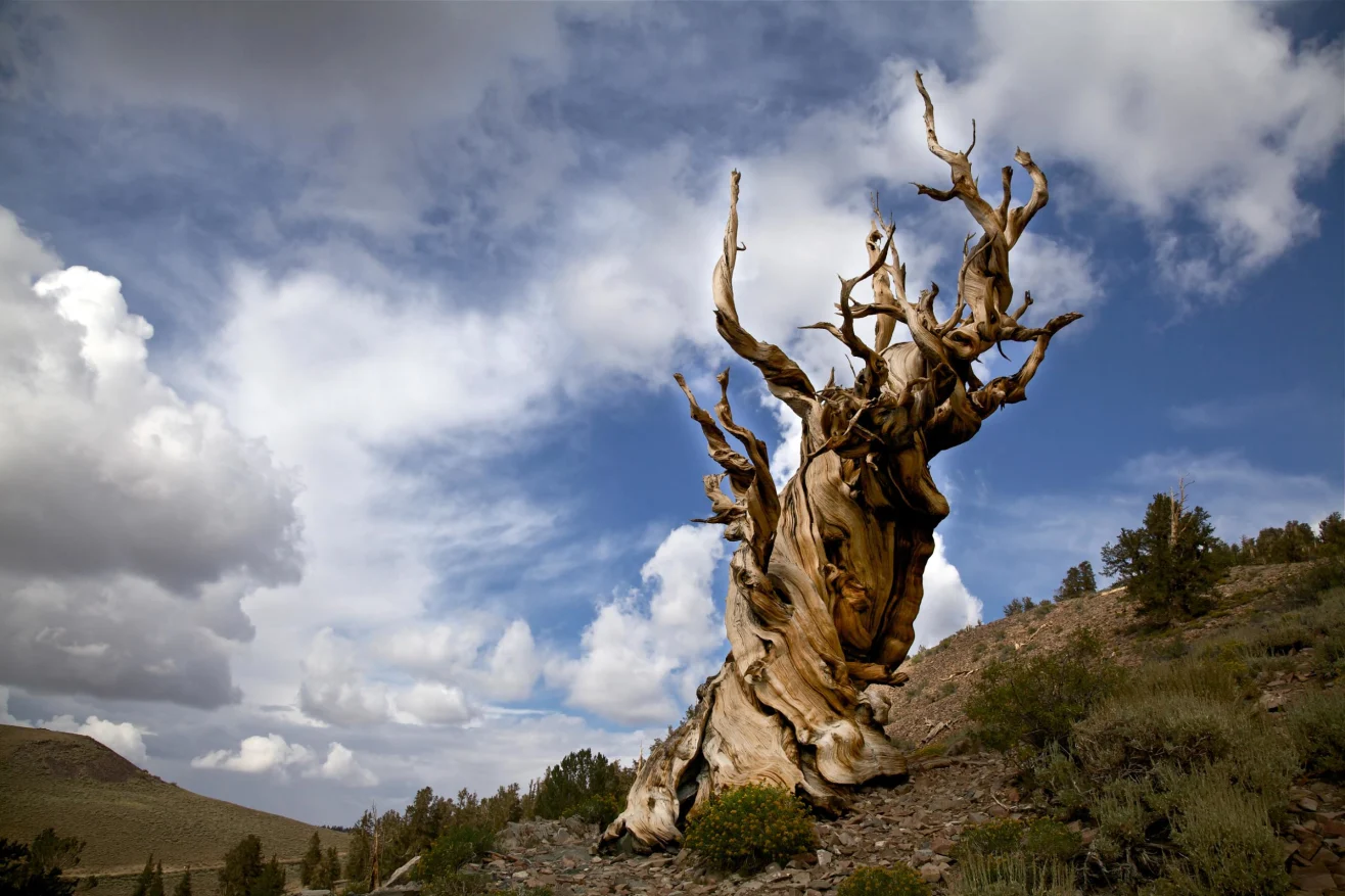 Cây thông Methuselah nằm ở dãy White Mountains ở bang California (Mỹ) - Ảnh: CNN