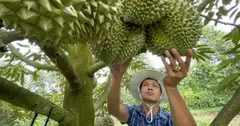 Hơn 100 doanh nghiệp Trung Quốc sang Việt Nam tìm đối tác sầu riêng