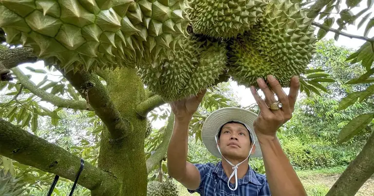 Hơn 100 doanh nghiệp Trung Quốc sang Việt Nam tìm đối tác sầu riêng