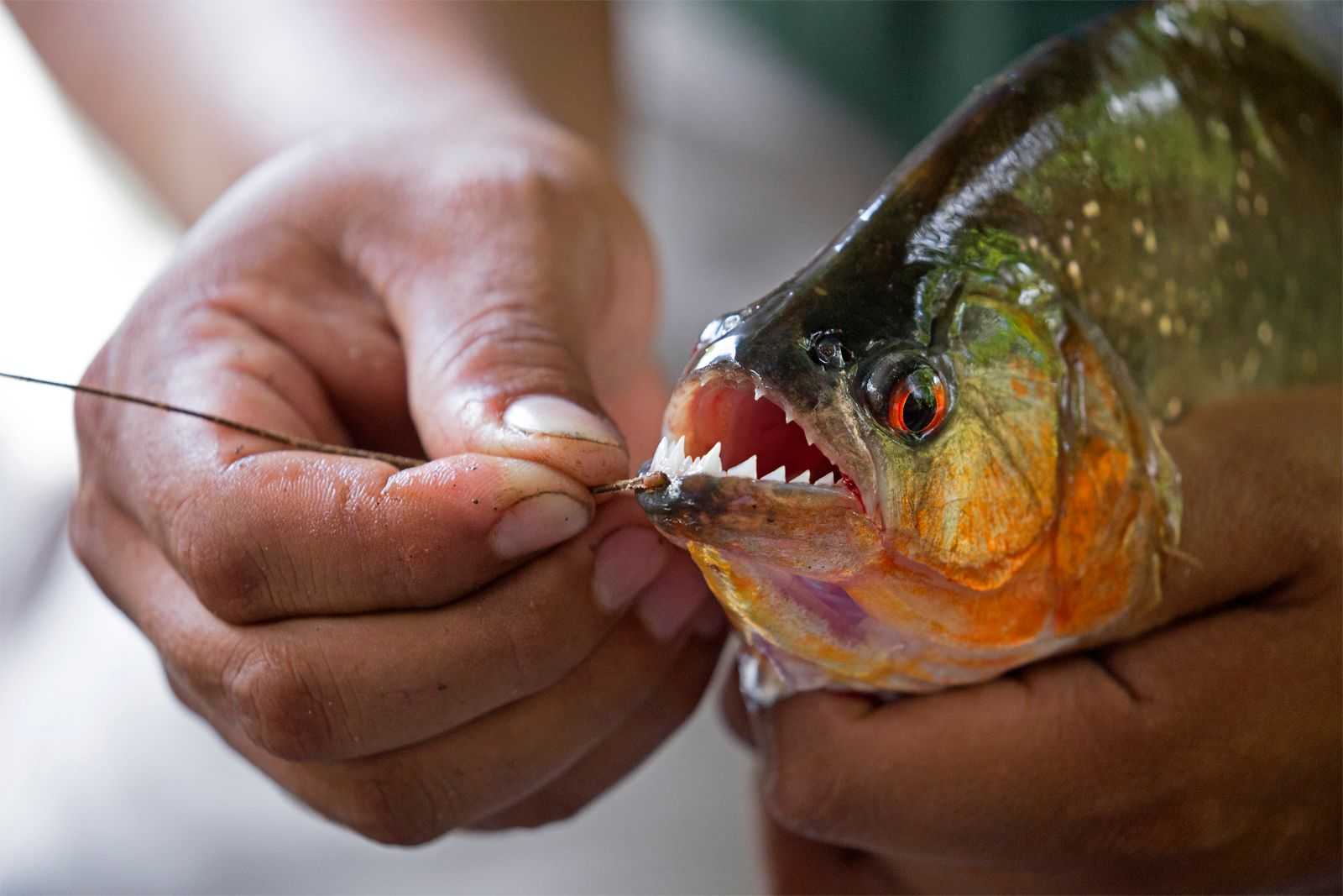 Loài cá piranha nổi tiếng với những chiếc răng sắt nhọn. Chúng là loài cá ăn tạp nhưng chủ yếu là ăn thịt - Ảnh: BRITANNICA