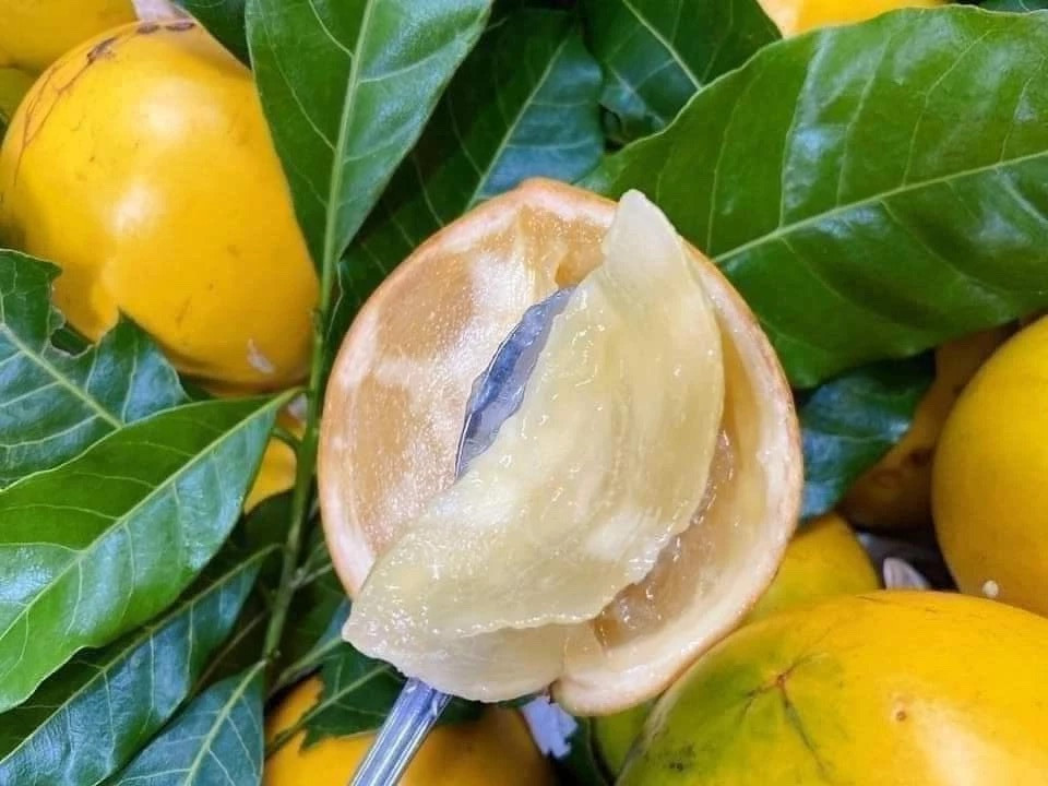 Không pahir nai cũng ăn vú sữa đúng cách ngay lần đầu (Ảnh minh họa)