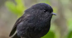 Robin đen được người dân New Zealand bình chọn 'chú chim của năm'