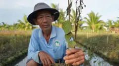 Hơn 300 ha rau màu chết héo bất thường