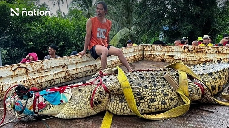 Cá sấu Chao Nuea Thong được di dời khỏi ao chùa Wat Pho Thong hôm 27/9. Ảnh: Nation