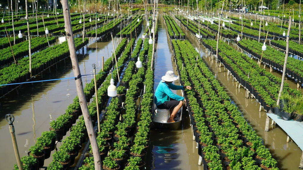 Vườn cúc nhiều màu của ông Giàu ở phường Sa Đéc. Ảnh: Ngọc Tài