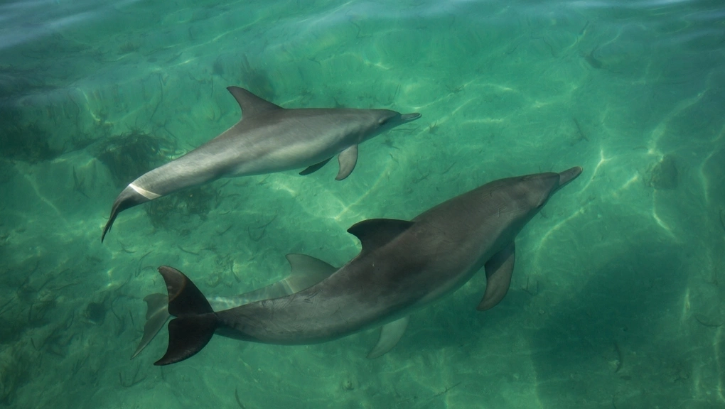 Cá heo bơi dưới nước. Ảnh: Dolphin Innovation Project