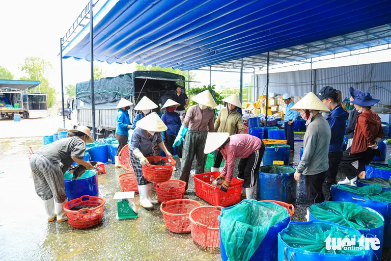 Tại đại lý phân phối cá lóc Kim Phi (thôn Bắc Hòa, xã Cam Hồng), mỗi ngày có gần 10 tấn cá lóc được xuất đi các tỉnh, thành - Ảnh: THANH NGUYÊN