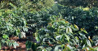 Hoàng Anh Gia Lai thành lập Ủy ban Phát triển Bền vững ESG thuộc Hội đồng quản trị