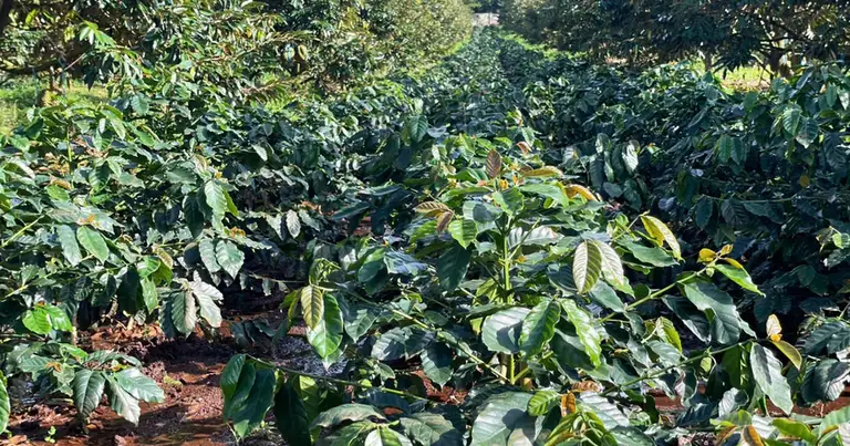 Hoàng Anh Gia Lai thành lập Ủy ban Phát triển Bền vững ESG thuộc Hội đồng quản trị