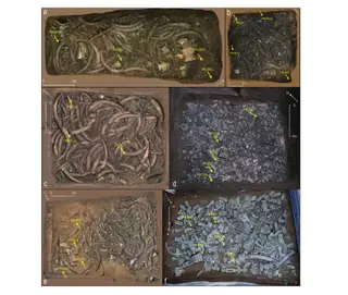Nghiên cứu mới đăng tải trên tạp chí Journal of Archaeological Science xác nhận bằng chứng vật lý đầu tiên về nghi lễ hiến tế động vật tại di chỉ Tam Tinh Đôi.