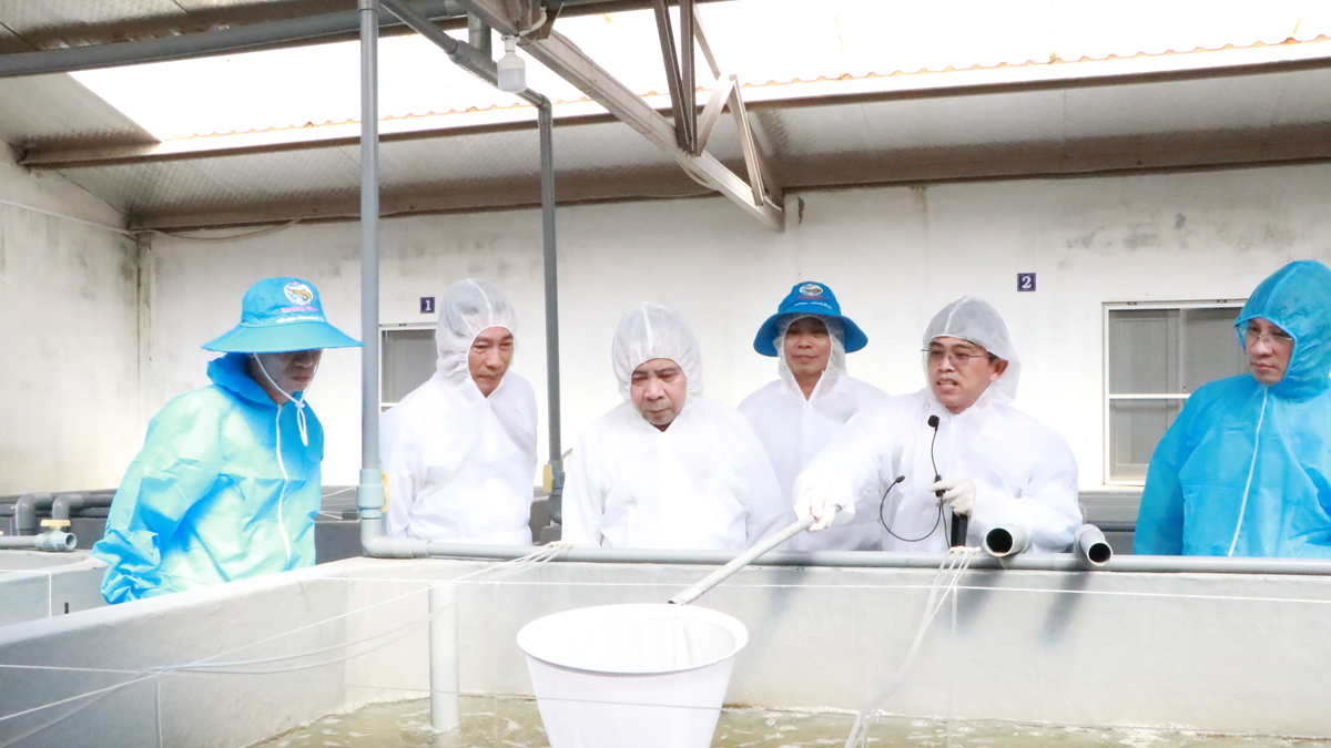 Bên trong trung tâm chọn giống tôm bố mẹ ở Khánh Hòa