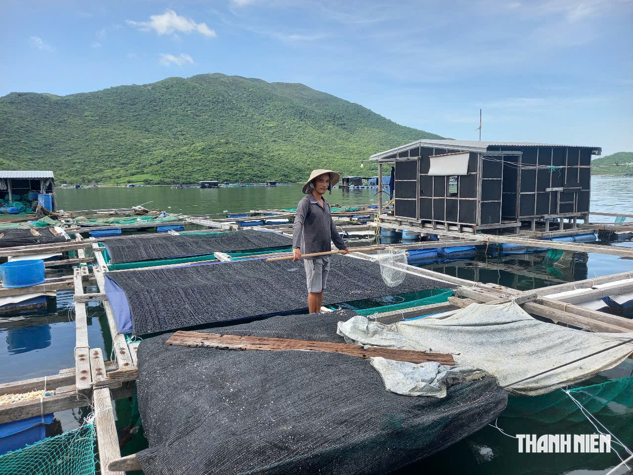 Ông Phan Xuân Reo, có bè đóng tại xã Đại Lãnh, chuẩn bị thu hoạch hải sản nhằm giảm thiểu rủi ro trước mùa mưa bão