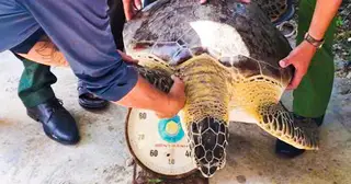Thả con vích nặng hơn 50kg về lại biển tại An Giang , bảo vệ động vật qúy hiếm