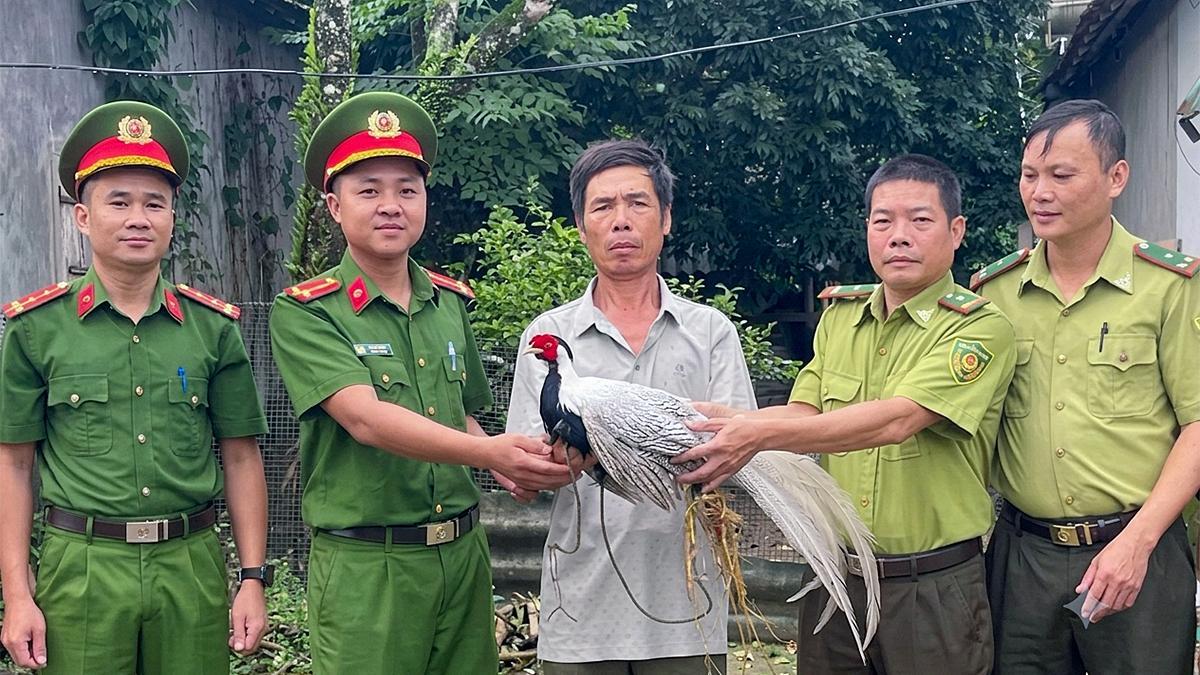 Bắt được gà lôi trắng quý hiếm khi đi rẫy