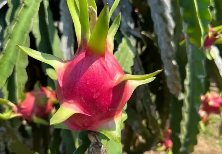 Thanh long là một trong số ít những loại trái cây hội tụ cùng lúc cả 3 công dụng lớn: Cấp nước, chống oxy hóa và thúc đẩy trao đổi chất. Ảnh: Minh Hòa